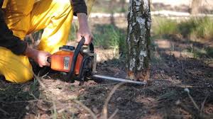 Best Tree Health Inspection  in Olyphant, PA