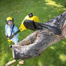 How Our Tree Care Process Works  in  Olyphant, PA