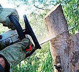 Best Commercial Tree Services  in Olyphant, PA