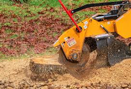 Best Tree Maintenance Programs  in Olyphant, PA