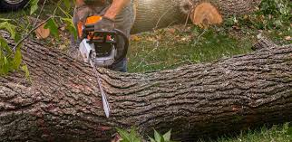 Best Tree and Shrub Care  in Olyphant, PA