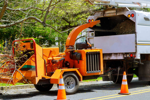 Best Hazardous Tree Removal  in Olyphant, PA