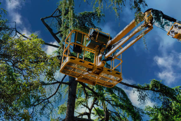 Best Tree Cabling and Bracing  in Olyphant, PA
