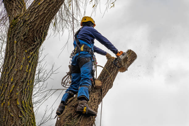 Best Hedge Trimming  in Olyphant, PA