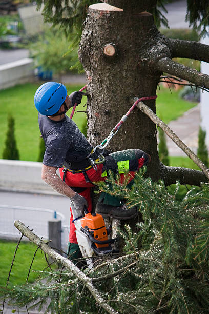 Best Seasonal Cleanup (Spring/Fall)  in Olyphant, PA
