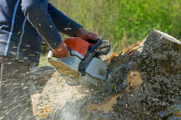 Best Lawn Grading and Leveling  in Olyphant, PA