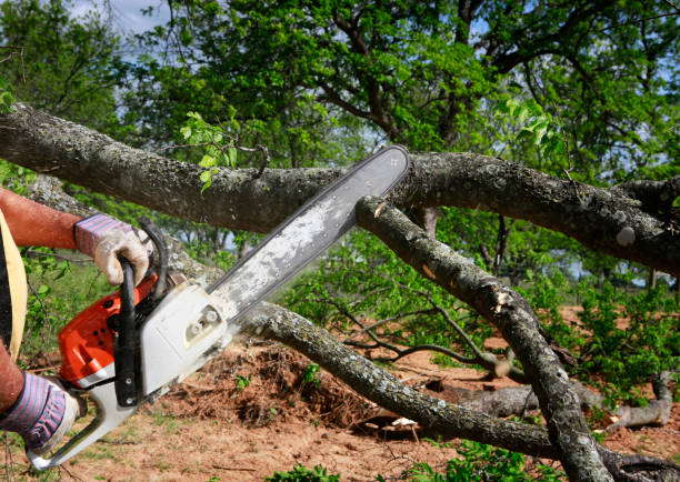 Best Arborist Consultation Services  in Olyphant, PA