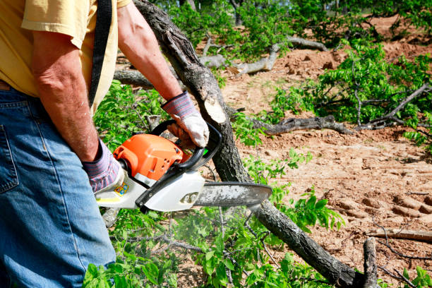 Best Utility Line Clearance  in Olyphant, PA